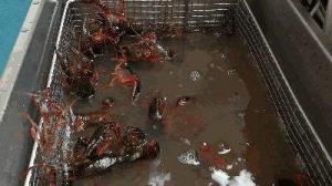 小龙虾鱼贝海鲜类使用超声波清洗机怎么清洗